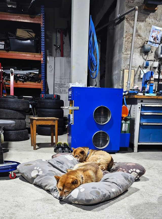 Puls-air Werkstattheizung mit Hunden